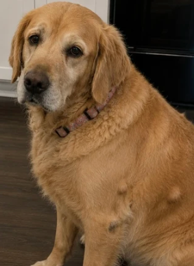 Perro antes de incorporar el producto a su rutina