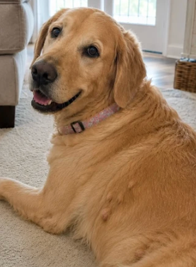 Perro después de incorporar el producto a su rutina