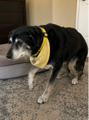 Perro antes de incorporar el producto a su rutina