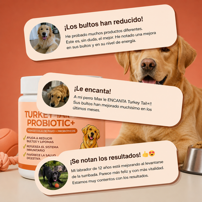 Turkey Tail Probiotic